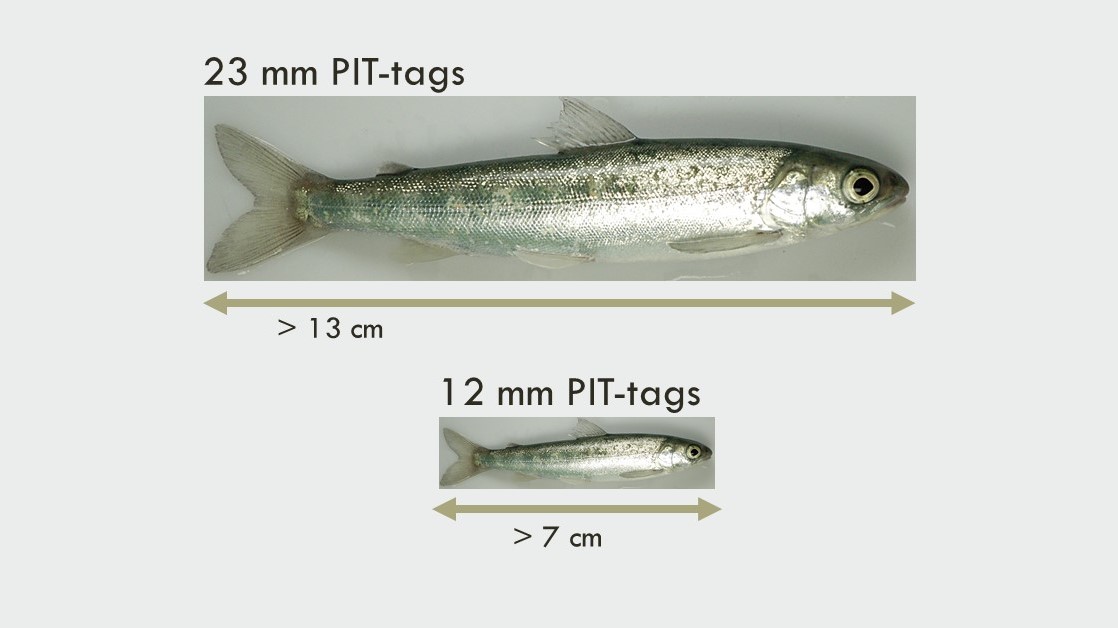 Reliable survival estimates based on tagged fish depend on using